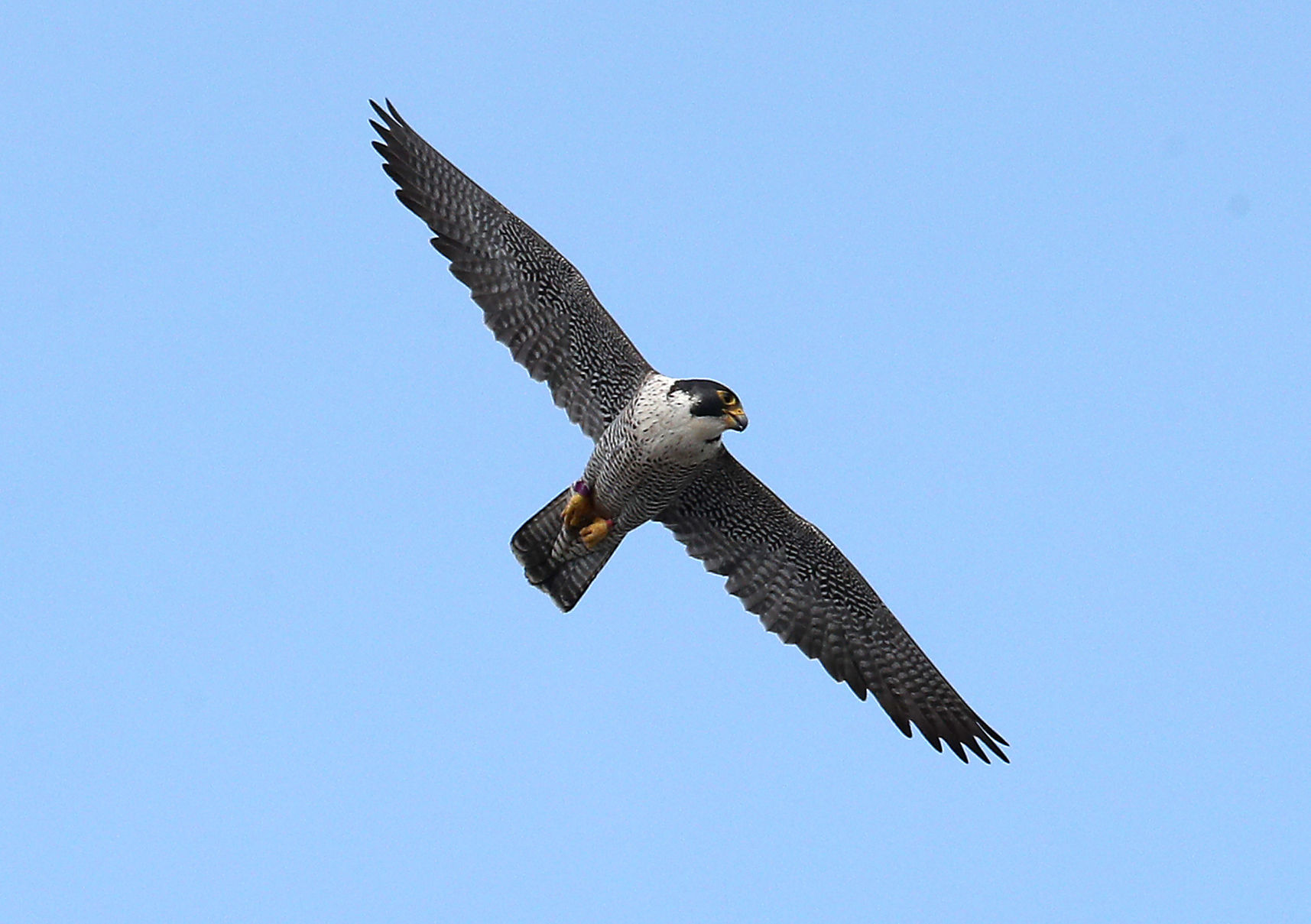 Banding of peregrine falcons at US Bank building in La Crosse